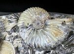 Wide Iridescent Ammonite (Deschaesites) Cluster - Russia #31373-3